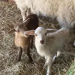 Eichenhof Garni Szálloda *