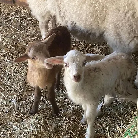 Eichenhof Garni Ξενοδοχείο *