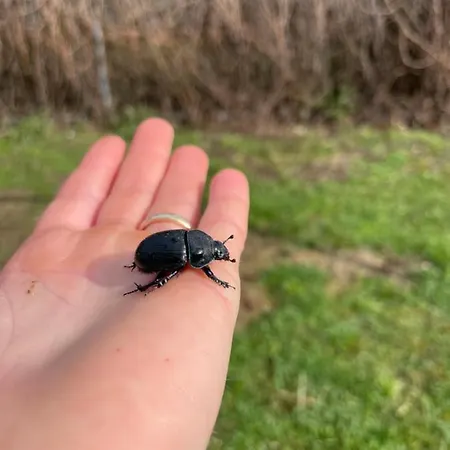 Eichenhof Garni Hotel *