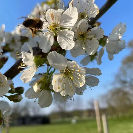 Eichenhof Garni Ξενοδοχείο Groß Köris