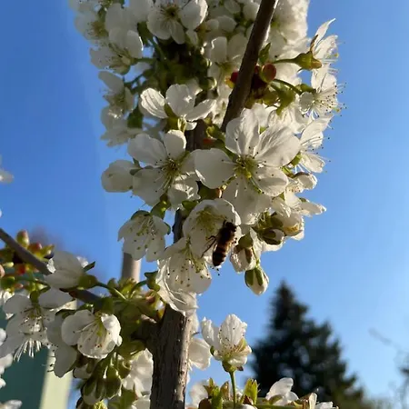 Ξενοδοχείο Eichenhof Garni Groß Köris