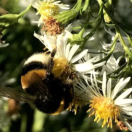 Ξενοδοχείο Eichenhof Garni *