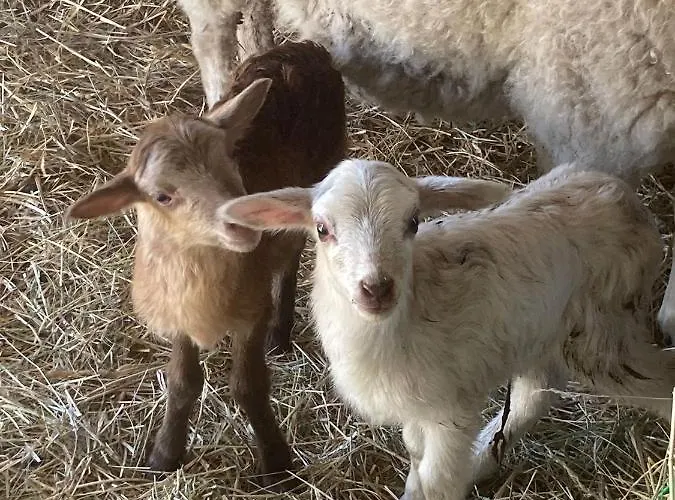 Eichenhof Garni Hotell *