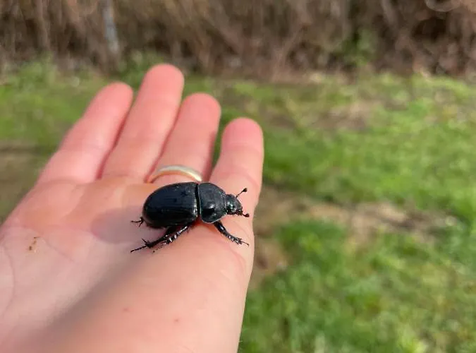 Eichenhof Garni Otel *