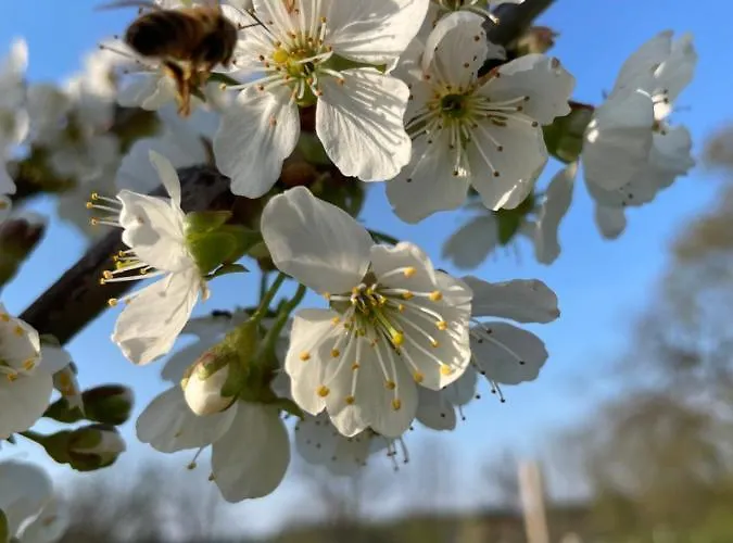 Eichenhof Garni Otel Groß Köris