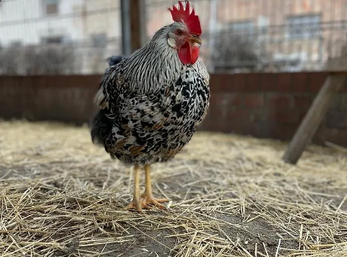 Otel Eichenhof Garni *