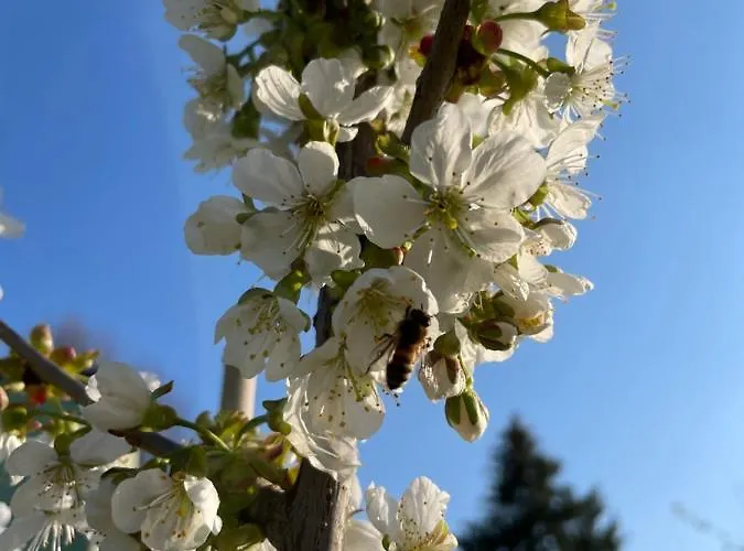 Otel Eichenhof Garni Groß Köris